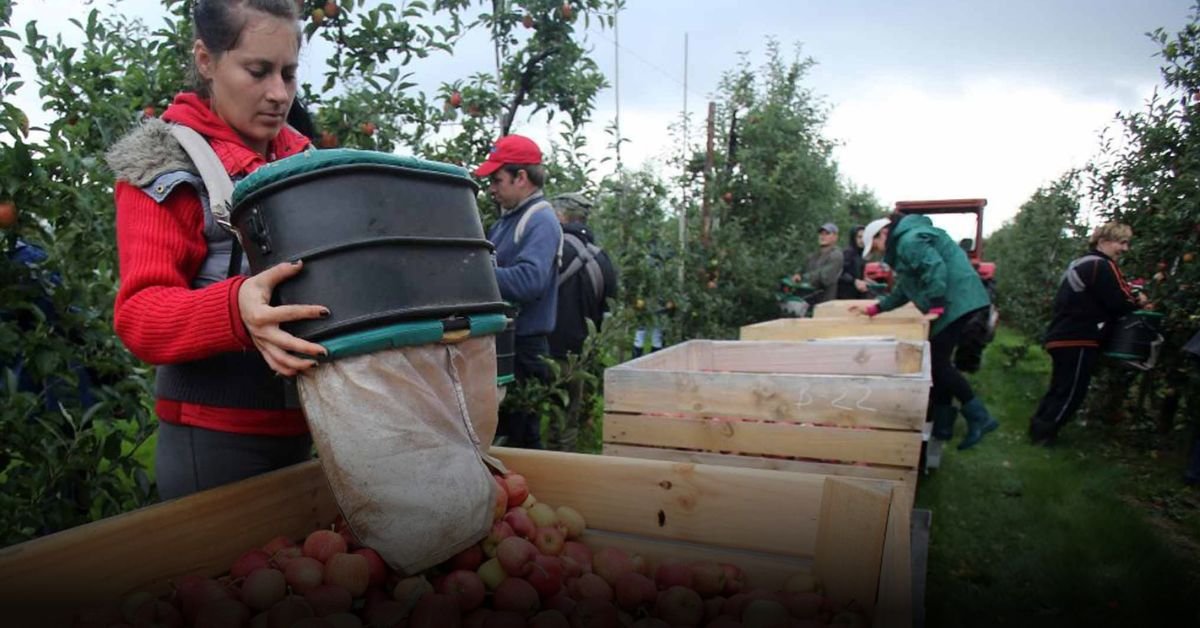 Seasonal Fruit Picking Duties Abroad – 2025 Latest News